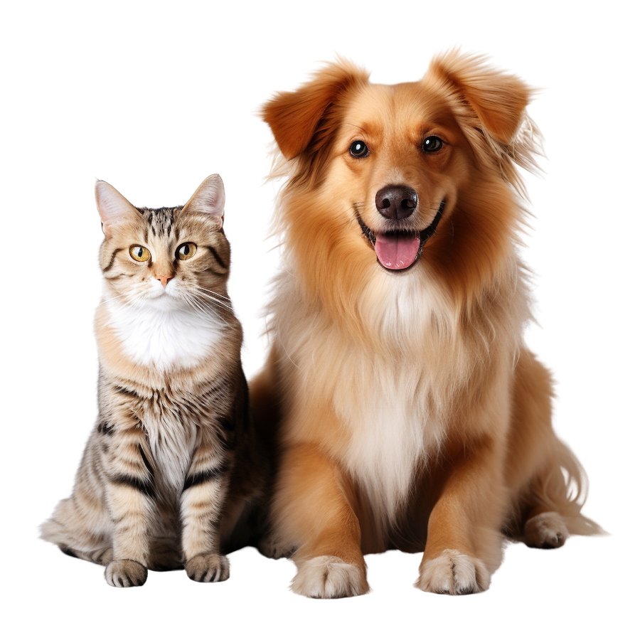 chien-chat