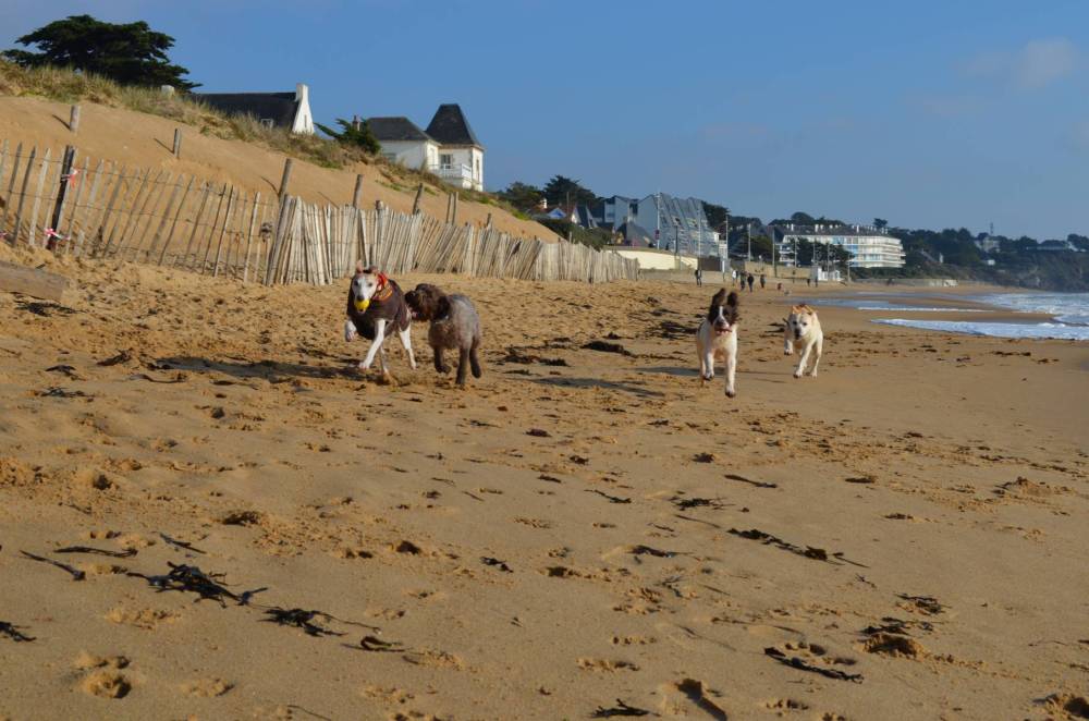 promenade chien à Pontchâteau