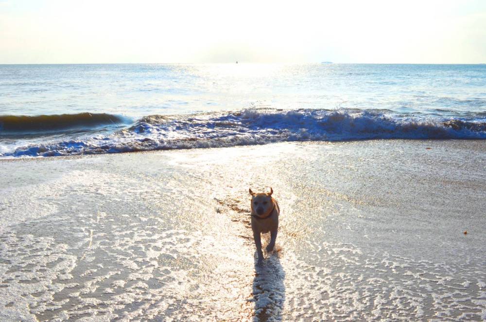 Promenade à la plage-7