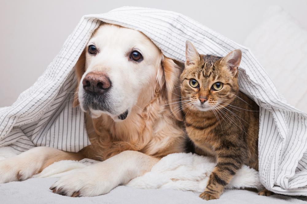 pension pour chat à Pontchâteau