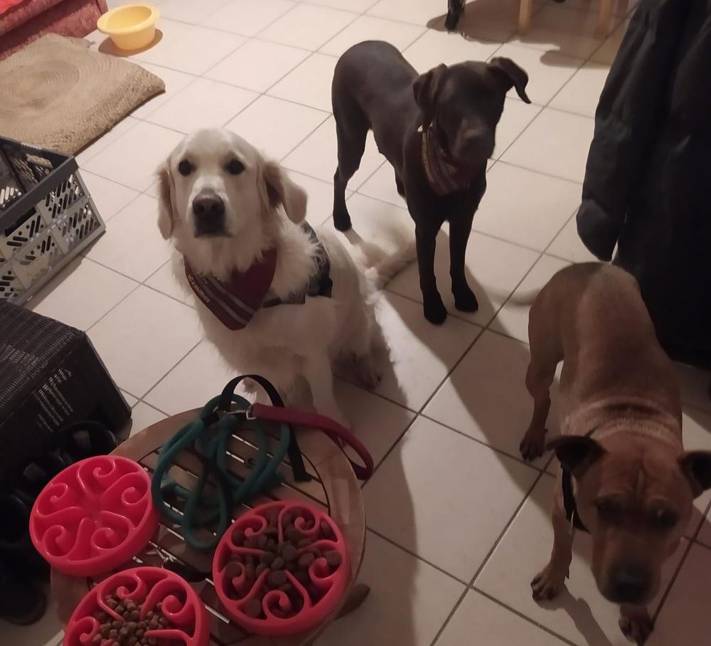 pensoin- chien