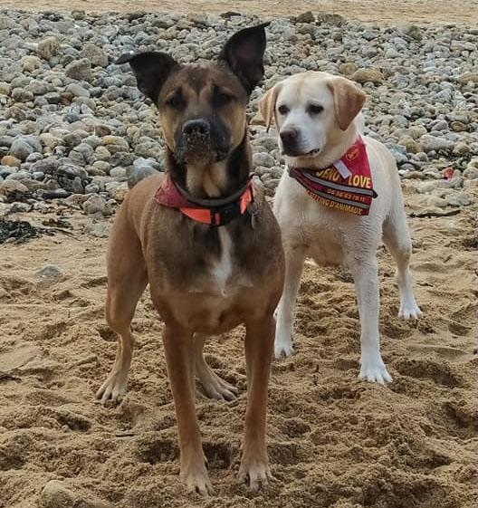 chien plage