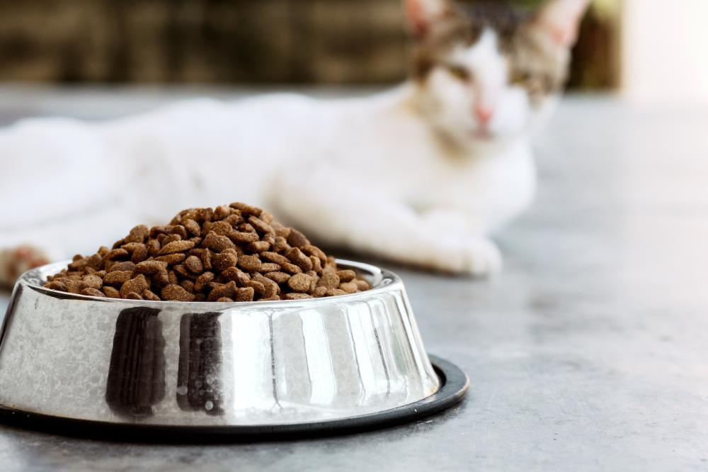 garde de chat à Pontchâteau