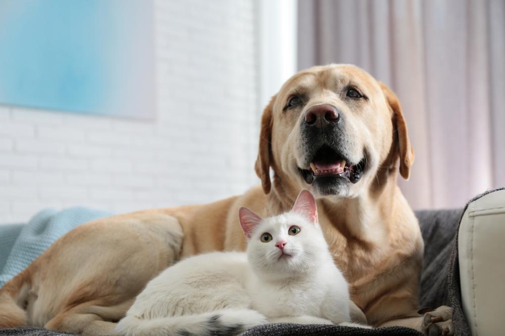 Chien chat canapé