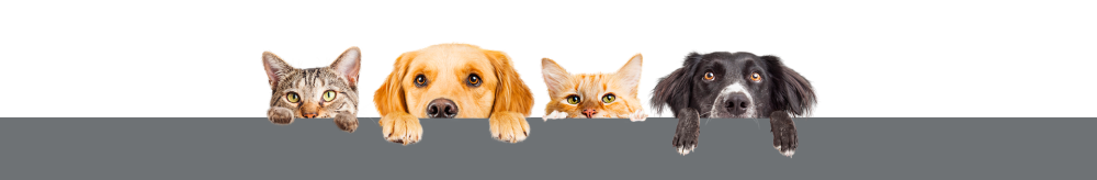 chien-chat