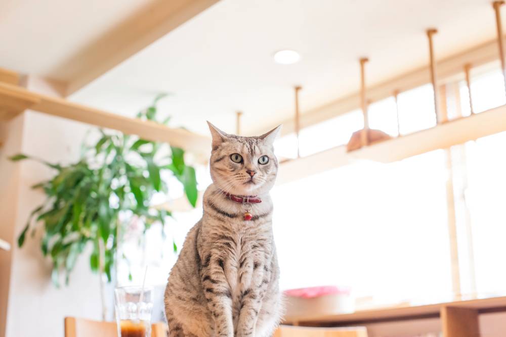 famille d'accueil pour chat à Pontchâteau