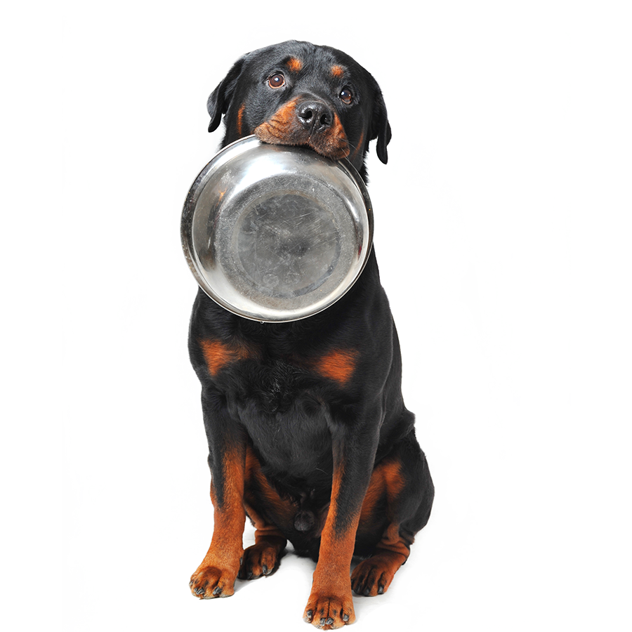 chien-chat